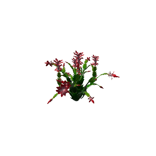 Flower Christmas Cactus 3.3